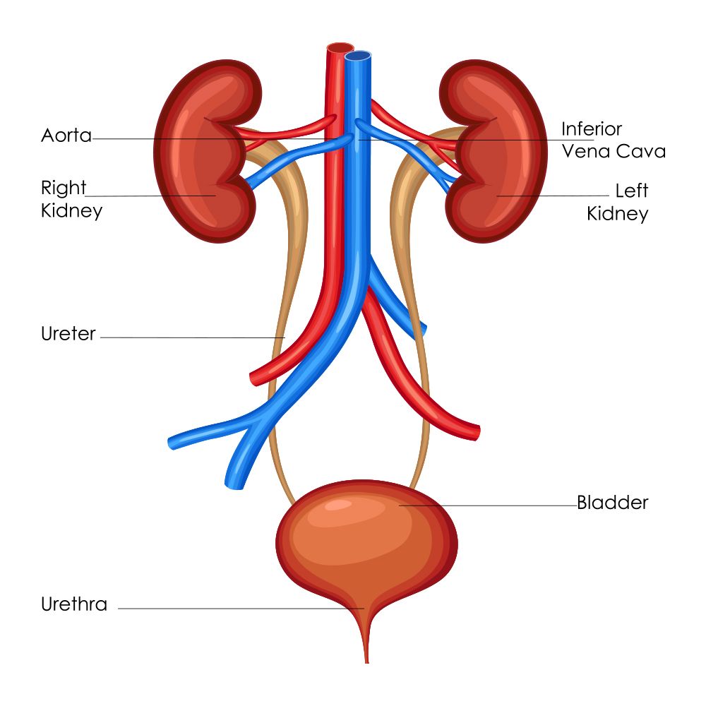 kidney, bladder, and prostate